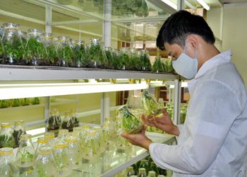 Chương trình đào tạo Ngành Khoa học cây trồng