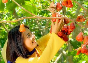 Chương trình đào tạo ngành Phát triển nông thôn