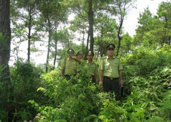 Khung chương trình đào tạo Ngành Quản lý tài nguyên rừng