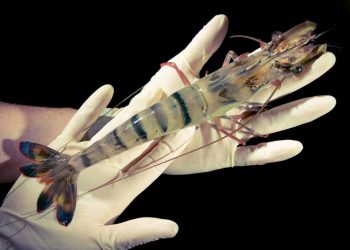 Ngành Bệnh học thủy sản