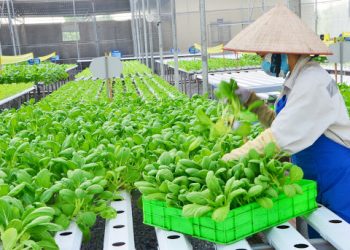 Ngành Công nghệ rau hoa quả và cảnh quan