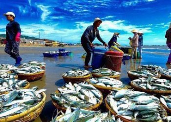 Ngành Khai thác thủy sản