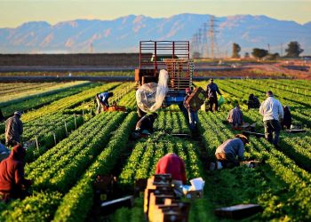 Ngành kinh doanh nông nghiệp