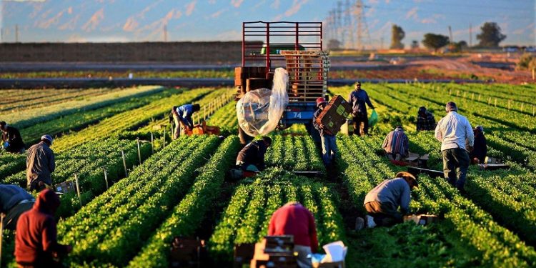 Ngành kinh doanh nông nghiệp