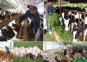 Ngành Kinh tế gia đình