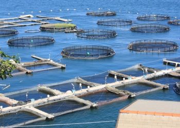 Ngành Nuôi trồng Thủy sản