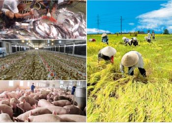 Ngành Phát triển nông thôn